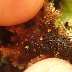 Cream coloured cyphellae on thallus underside.<br>Photographer: Marley Ford, Licence: <a target='_blank' href='https://creativecommons.org/licenses/by-nc/4.0'>CC BY-NC</a>. <a class='member-message' href='/nzpcn/why-join-nzpcn/' target='_blank'>Members can view a larger version of this image.</a>