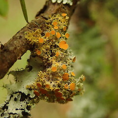 Teloschistes xanthorioides