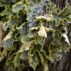 Lane Cove, Northland.<br>Photographer: Melissa Hutchison, Date taken: 19/01/2020, Licence: <a target='_blank' href='https://creativecommons.org/licenses/by-nc/4.0'>CC BY-NC</a>. <a class='member-message' href='/nzpcn/why-join-nzpcn/' target='_blank'>Members can view a larger version of this image.</a>