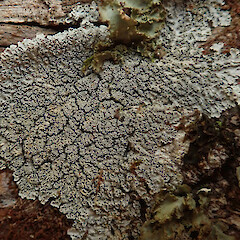 Stony Bay, Coromandel.<br>Photographer: Melissa Hutchison, Date taken: 05/09/2020, Licence: <a target='_blank' href='https://creativecommons.org/licenses/by-nc/4.0'>CC BY-NC</a>. <a class='member-message' href='/nzpcn/why-join-nzpcn/' target='_blank'>Members can view a larger version of this image.</a>