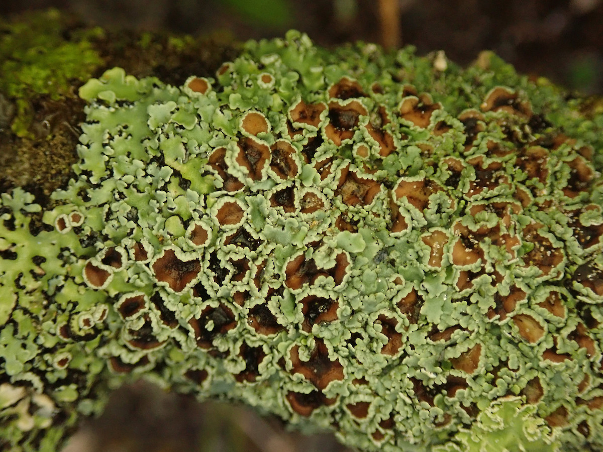 Pannaria aotearoana • New Zealand Plant Conservation Network