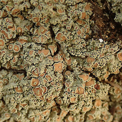 Stony Bay, Coromandel.<br>Photographer: Melissa Hutchison, Date taken: 05/09/2020, Licence: <a target='_blank' href='https://creativecommons.org/licenses/by-nc/4.0'>CC BY-NC</a>. <a class='member-message' href='/nzpcn/why-join-nzpcn/' target='_blank'>Members can view a larger version of this image.</a>