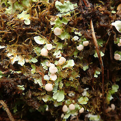 Southern Circuit track, Stewart Island.<br>Photographer: Melissa Hutchison, Date taken: 27/01/2021, Licence: <a target='_blank' href='https://creativecommons.org/licenses/by-nc/4.0'>CC BY-NC</a>. <a class='member-message' href='/nzpcn/why-join-nzpcn/' target='_blank'>Members can view a larger version of this image.</a>