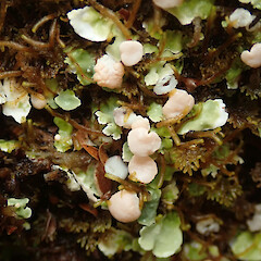 Knightiella splachnirima