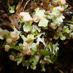 Southern Circuit track, Stewart Island.<br>Photographer: Melissa Hutchison, Date taken: 27/01/2021, Licence: <a target='_blank' href='https://creativecommons.org/licenses/by-nc/4.0'>CC BY-NC</a>. <a class='member-message' href='/nzpcn/why-join-nzpcn/' target='_blank'>Members can view a larger version of this image.</a>