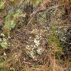 Habitat, Southern Circuit track, Stewart Island.<br>Photographer: Melissa Hutchison, Date taken: 27/01/2021, Licence: <a target='_blank' href='https://creativecommons.org/licenses/by-nc/4.0'>CC BY-NC</a>. <a class='member-message' href='/nzpcn/why-join-nzpcn/' target='_blank'>Members can view a larger version of this image.</a>