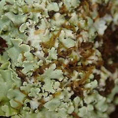 Southern Circuit track, Stewart Island.<br>Photographer: Melissa Hutchison, Date taken: 27/01/2021, Licence: <a target='_blank' href='https://creativecommons.org/licenses/by-nc/4.0'>CC BY-NC</a>. <a class='member-message' href='/nzpcn/why-join-nzpcn/' target='_blank'>Members can view a larger version of this image.</a>