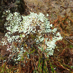 Southern Circuit track, Stewart Island.<br>Photographer: Melissa Hutchison, Date taken: 27/01/2021, Licence: <a target='_blank' href='https://creativecommons.org/licenses/by-nc/4.0'>CC BY-NC</a>. <a class='member-message' href='/nzpcn/why-join-nzpcn/' target='_blank'>Members can view a larger version of this image.</a>