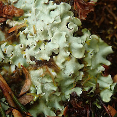 Southern Circuit track, Stewart Island.<br>Photographer: Melissa Hutchison, Date taken: 27/01/2021, Licence: <a target='_blank' href='https://creativecommons.org/licenses/by-nc/4.0'>CC BY-NC</a>. <a class='member-message' href='/nzpcn/why-join-nzpcn/' target='_blank'>Members can view a larger version of this image.</a>
