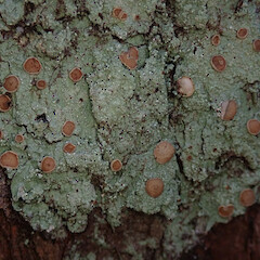 Megalospora knightii