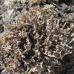 Stereocaulon argus