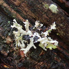 Stony Bay, Hinewai Reserve, Banks Peninsula.<br>Photographer: Melissa Hutchison, Date taken: 11/11/2019, Licence: <a target='_blank' href='https://creativecommons.org/licenses/by-nc/4.0'>CC BY-NC</a>. <a class='member-message' href='/nzpcn/why-join-nzpcn/' target='_blank'>Members can view a larger version of this image.</a>