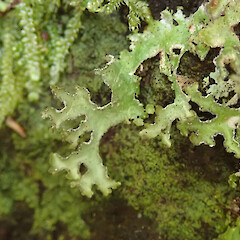 Flea Bay, Banks Peninsula.<br>Photographer: Melissa Hutchison, Date taken: 12/11/2019, Licence: <a target='_blank' href='https://creativecommons.org/licenses/by-nc/4.0'>CC BY-NC</a>. <a class='member-message' href='/nzpcn/why-join-nzpcn/' target='_blank'>Members can view a larger version of this image.</a>