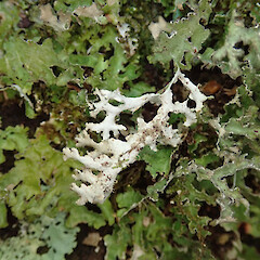 Flea Bay, Banks Peninsula.<br>Photographer: Melissa Hutchison, Date taken: 12/11/2019, Licence: <a target='_blank' href='https://creativecommons.org/licenses/by-nc/4.0'>CC BY-NC</a>. <a class='member-message' href='/nzpcn/why-join-nzpcn/' target='_blank'>Members can view a larger version of this image.</a>