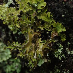 Banks Peninsula.<br>Photographer: Marley Ford, Date taken: 11/11/2019, Licence: <a target='_blank' href='https://creativecommons.org/licenses/by-nc/4.0'>CC BY-NC</a>. <a class='member-message' href='/nzpcn/why-join-nzpcn/' target='_blank'>Members can view a larger version of this image.</a>