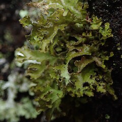 Banks Peninsula.<br>Photographer: Marley Ford, Date taken: 11/11/2019, Licence: <a target='_blank' href='https://creativecommons.org/licenses/by-nc/4.0'>CC BY-NC</a>. <a class='member-message' href='/nzpcn/why-join-nzpcn/' target='_blank'>Members can view a larger version of this image.</a>