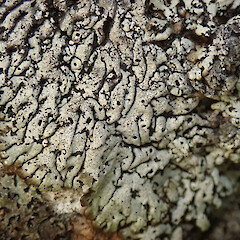 Marlborough.<br>Photographer: Melissa Hutchison, Date taken: 27/03/2021, Licence: <a target='_blank' href='https://creativecommons.org/licenses/by-nc/4.0'>CC BY-NC</a>. <a class='member-message' href='/nzpcn/why-join-nzpcn/' target='_blank'>Members can view a larger version of this image.</a>
