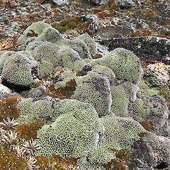 Mount Rakeahua, fellfield habitat, 680 m asl.<br>Photographer: Jesse Bythell, Date taken: 02/01/2020, Licence: <a target='_blank' href='https://creativecommons.org/licenses/by-nc/4.0'>CC BY-NC</a>. <a class='member-message' href='/nzpcn/why-join-nzpcn/' target='_blank'>Members can view a larger version of this image.</a>