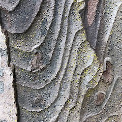 Bark detail, Rakiura National Park.<br>Photographer: Jesse Bythell, Date taken: 04/01/2020, Licence: <a target='_blank' href='https://creativecommons.org/licenses/by-nc/4.0'>CC BY-NC</a>.