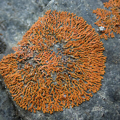 Rusavskia elegans