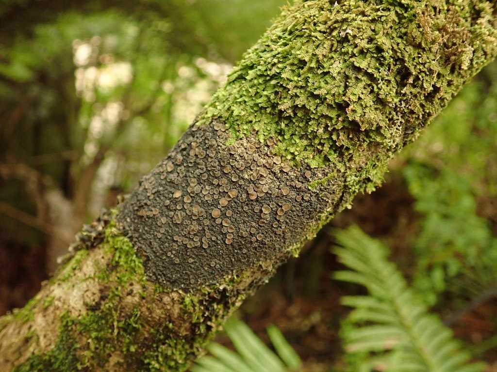 Pannaria immixta • New Zealand Plant Conservation Network