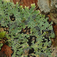 Pannaria xanthomelana