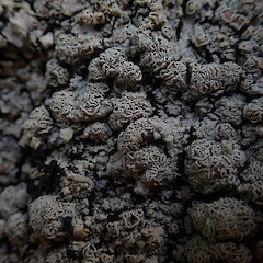 Apothecia in dry state.<br>Photographer: Marley Ford, Licence: <a target='_blank' href='https://creativecommons.org/licenses/by-nc/4.0'>CC BY-NC</a>. <a class='member-message' href='/nzpcn/why-join-nzpcn/' target='_blank'>Members can view a larger version of this image.</a>