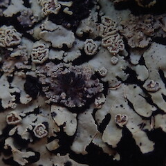 Cepholodia in dry state.<br>Photographer: Marley Ford, Licence: <a target='_blank' href='https://creativecommons.org/licenses/by-nc/4.0'>CC BY-NC</a>. <a class='member-message' href='/nzpcn/why-join-nzpcn/' target='_blank'>Members can view a larger version of this image.</a>
