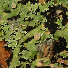 Apothecia.<br>Photographer: Marley Ford, Licence: <a target='_blank' href='https://creativecommons.org/licenses/by-nc/4.0'>CC BY-NC</a>. <a class='member-message' href='/nzpcn/why-join-nzpcn/' target='_blank'>Members can view a larger version of this image.</a>