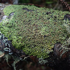 Pannaria sphinctrina