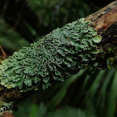 Pannaria leproloma