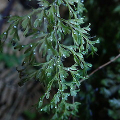 On Hymneophyllum demissum.<br>Photographer: Marley Ford, Licence: <a target='_blank' href='https://creativecommons.org/licenses/by-nc/4.0'>CC BY-NC</a>. <a class='member-message' href='/nzpcn/why-join-nzpcn/' target='_blank'>Members can view a larger version of this image.</a>