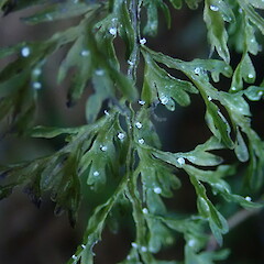 On Hymneophyllum demissum.<br>Photographer: Marley Ford, Licence: <a target='_blank' href='https://creativecommons.org/licenses/by-nc/4.0'>CC BY-NC</a>. <a class='member-message' href='/nzpcn/why-join-nzpcn/' target='_blank'>Members can view a larger version of this image.</a>