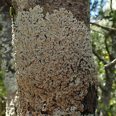 Mt Cook National Park.<br>Photographer: Melissa Hutchison, Date taken: 14/12/2020, Licence: <a target='_blank' href='https://creativecommons.org/licenses/by-nc/4.0'>CC BY-NC</a>. <a class='member-message' href='/nzpcn/why-join-nzpcn/' target='_blank'>Members can view a larger version of this image.</a>