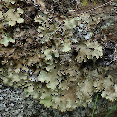 Flat Top Hill, Alexandra.<br>Photographer: Melissa Hutchison, Date taken: 20/11/2019, Licence: <a target='_blank' href='https://creativecommons.org/licenses/by-nc/4.0'>CC BY-NC</a>. <a class='member-message' href='/nzpcn/why-join-nzpcn/' target='_blank'>Members can view a larger version of this image.</a>