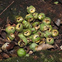 Green seed capsules chewed by rats, Southland Plains.<br>Photographer: Jesse Bythell, Date taken: 31/03/2021, Licence: <a target='_blank' href='https://creativecommons.org/licenses/by-nc/4.0'>CC BY-NC</a>.