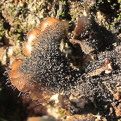 Port Hills, Christchurch.<br>Photographer: Melissa Hutchison, Date taken: 19/05/2019, Licence: <a target='_blank' href='https://creativecommons.org/licenses/by-nc/4.0'>CC BY-NC</a>. <a class='member-message' href='/nzpcn/why-join-nzpcn/' target='_blank'>Members can view a larger version of this image.</a>