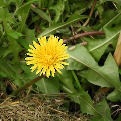 Taraxacum officinale agg.
