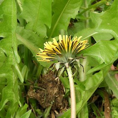 Involucral bracts.<br>Photographer: Jesse Bythell, Date taken: 08/10/2020, Licence: <a target='_blank' href='https://creativecommons.org/licenses/by-nc/4.0'>CC BY-NC</a>. <a class='member-message' href='/nzpcn/why-join-nzpcn/' target='_blank'>Members can view a larger version of this image.</a>
