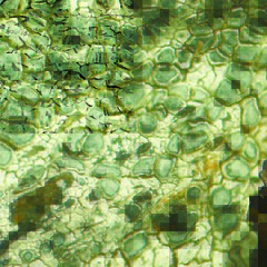 Lecanora rupicola