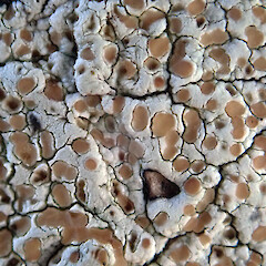 On hikoa karamu (Coprosma chathamica), Chatham Islands.<br>Photographer: Peter J de Lange, Date taken: 20/04/2021, Licence: Public domain. <a class='member-message' href='/nzpcn/why-join-nzpcn/' target='_blank'>Members can view a larger version of this image.</a>