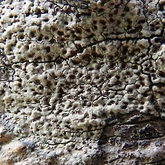 On bark of Coprosma chathamica.<br>Photographer: Peter J de Lange, Date taken: 18/12/2020, Licence: Public domain. <a class='member-message' href='/nzpcn/why-join-nzpcn/' target='_blank'>Members can view a larger version of this image.</a>