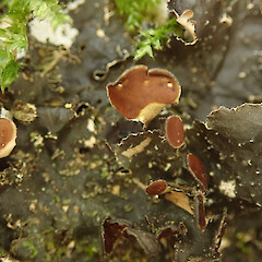 Montgomery Scenic Reserve, Banks Peninsula.<br>Photographer: Melissa Hutchison, Date taken: 16/08/2020, Licence: <a target='_blank' href='https://creativecommons.org/licenses/by-nc/4.0'>CC BY-NC</a>. <a class='member-message' href='/nzpcn/why-join-nzpcn/' target='_blank'>Members can view a larger version of this image.</a>