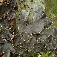 Montgomery Scenic Reserve, Banks Peninsula.<br>Photographer: Melissa Hutchison, Date taken: 16/08/2020, Licence: <a target='_blank' href='https://creativecommons.org/licenses/by-nc/4.0'>CC BY-NC</a>. <a class='member-message' href='/nzpcn/why-join-nzpcn/' target='_blank'>Members can view a larger version of this image.</a>