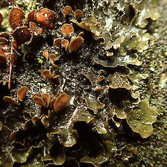 Nephroma rufum