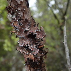 Pseudocyphellaria intricata