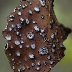 Kahurangi National Park.<br>Photographer: Marley Ford, Licence: <a target='_blank' href='https://creativecommons.org/licenses/by-nc/4.0'>CC BY-NC</a>. <a class='member-message' href='/nzpcn/why-join-nzpcn/' target='_blank'>Members can view a larger version of this image.</a>