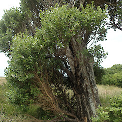 Nikau Bush Reserve.<br>Photographer: Melissa Hutchison, Date taken: 18/12/2020, Licence: <a target='_blank' href='https://creativecommons.org/licenses/by-nc/4.0'>CC BY-NC</a>. <a class='member-message' href='/nzpcn/why-join-nzpcn/' target='_blank'>Members can view a larger version of this image.</a>