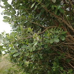Nikau Bush Reserve.<br>Photographer: Melissa Hutchison, Date taken: 18/12/2020, Licence: <a target='_blank' href='https://creativecommons.org/licenses/by-nc/4.0'>CC BY-NC</a>. <a class='member-message' href='/nzpcn/why-join-nzpcn/' target='_blank'>Members can view a larger version of this image.</a>