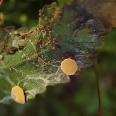 Wainuiomata Forest.<br>Photographer: Melissa Hutchison, Date taken: 27/11/2019, Licence: <a target='_blank' href='https://creativecommons.org/licenses/by-nc/4.0'>CC BY-NC</a>. <a class='member-message' href='/nzpcn/why-join-nzpcn/' target='_blank'>Members can view a larger version of this image.</a>